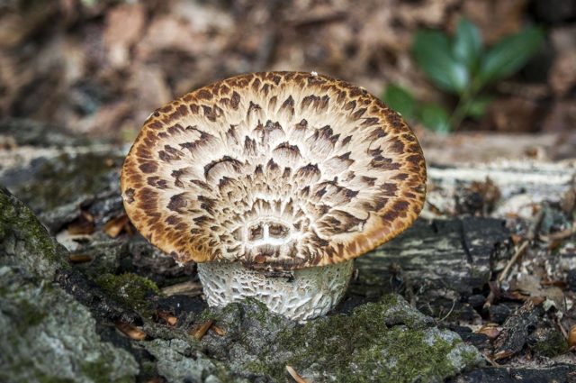 Polyporus squamosus: photo and description, recipe for preparation