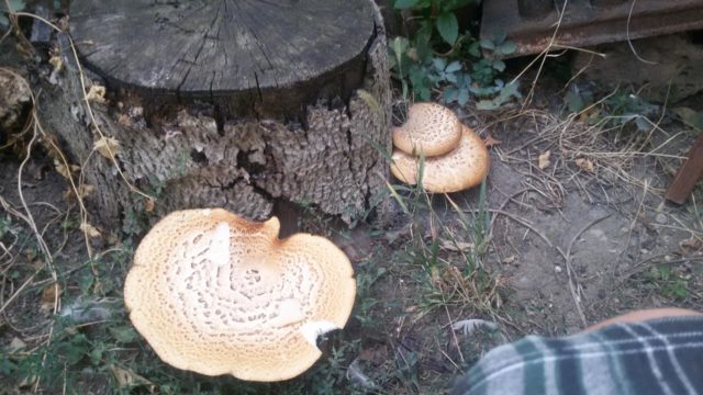 Polyporus squamosus: photo and description, recipe for preparation