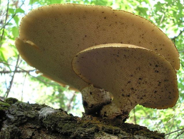 Polyporus squamosus: photo and description, recipe for preparation