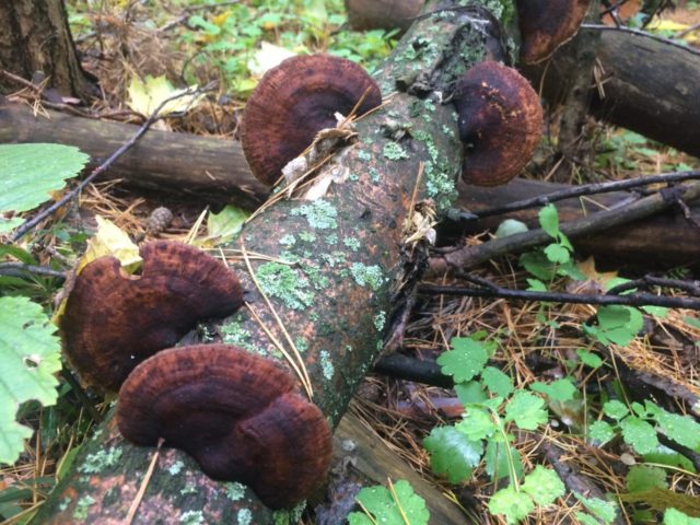 Polyporus squamosus: photo and description, recipe for preparation