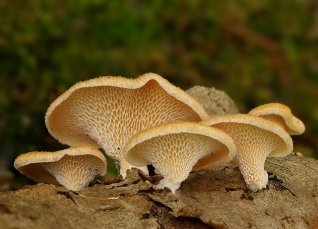 Polyporus squamosus: photo and description, recipe for preparation