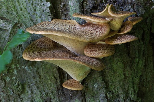 Polyporus squamosus: photo and description, recipe for preparation