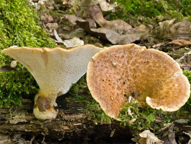 Polyporus squamosus: photo and description, recipe for preparation