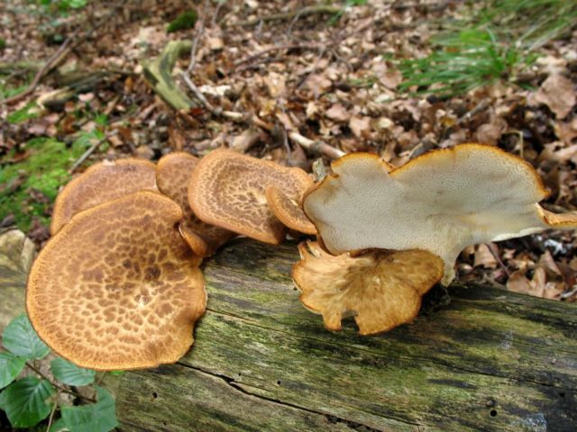 Polyporus squamosus: photo and description, recipe for preparation