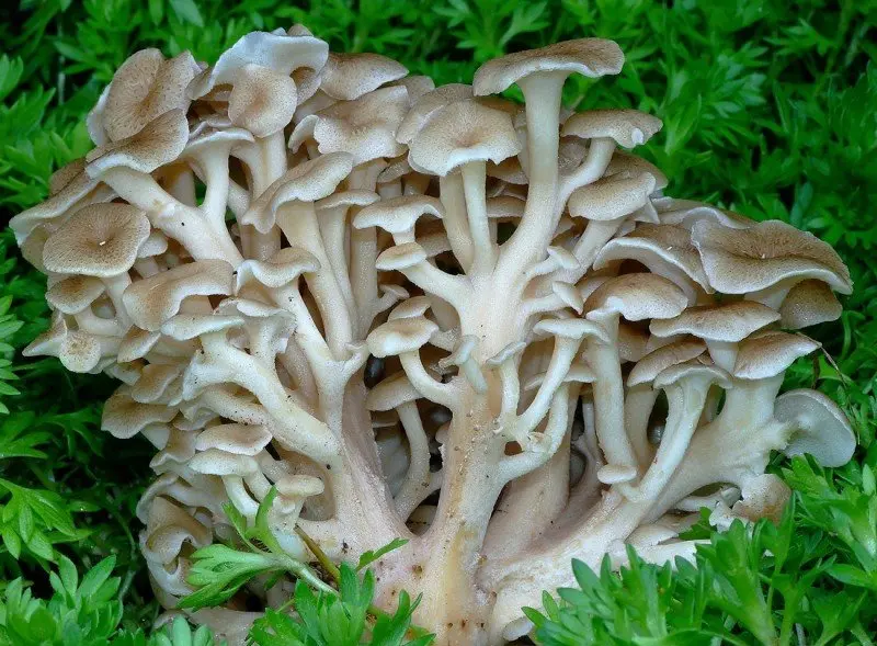 Polyporus umbellatus tinder fungus (Polyporus umbellatus) photo and description
