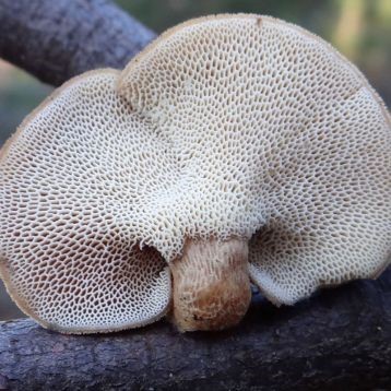 Polyporus winter (Tinder fungus winter): photo and description