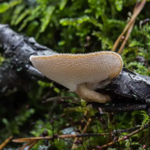 Polyporus winter (Tinder fungus winter): photo and description