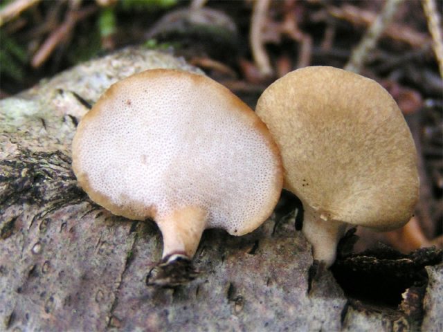 Polyporus winter (Tinder fungus winter): photo and description