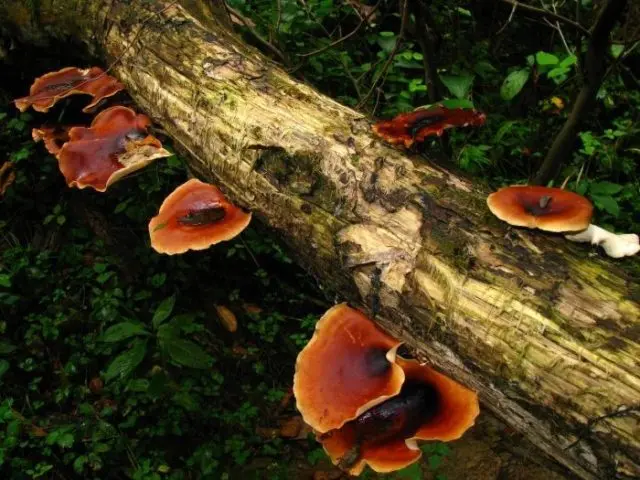 Polyporus winter (Tinder fungus winter): photo and description