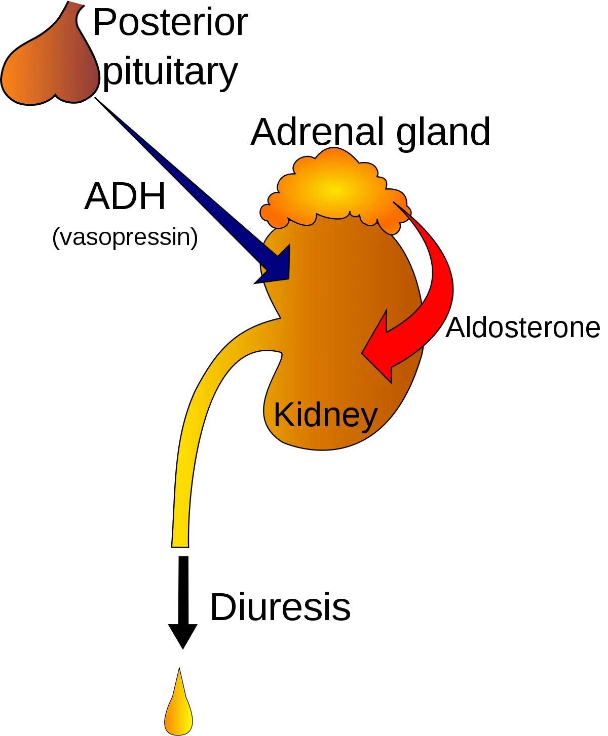 Polyuria &#8211; definition, hormonal factors, diagnosis, treatment