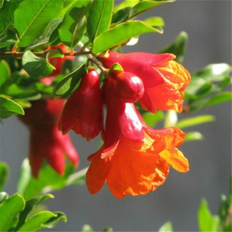 Pomegranate flower: photo when it blooms, why the tree does not bloom