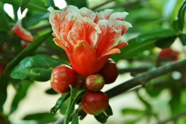 Pomegranate flower: photo when it blooms, why the tree does not bloom