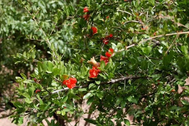 Pomegranate flower: photo when it blooms, why the tree does not bloom