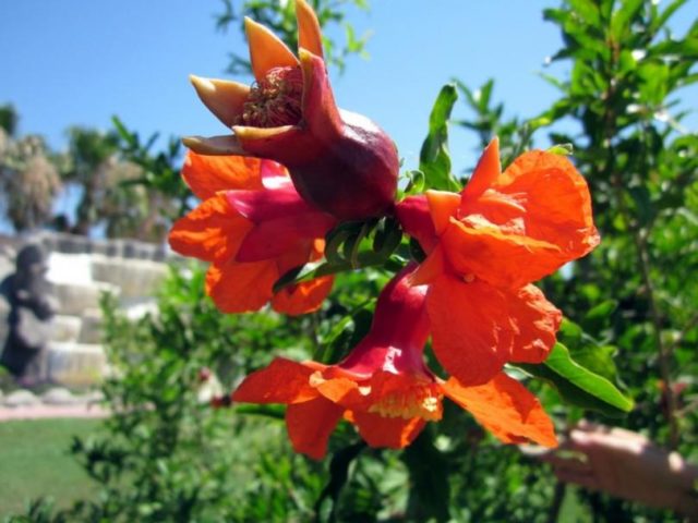 Pomegranate flower: photo when it blooms, why the tree does not bloom