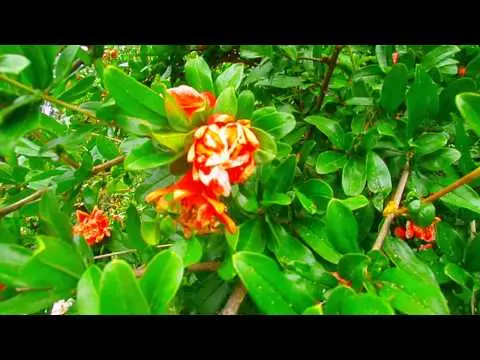 Pomegranate flower: photo when it blooms, why the tree does not bloom