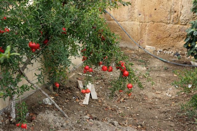 Pomegranate: how to plant and grow in the country