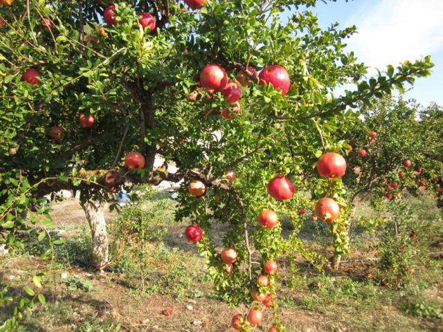 Pomegranate: how to plant and grow in the country