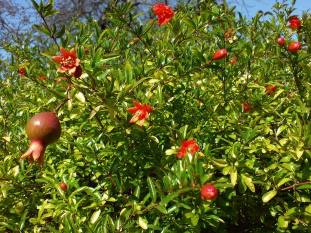 Pomegranate: how to plant and grow in the country