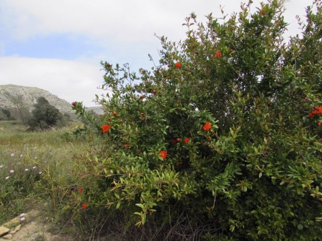 Pomegranate: how to plant and grow in the country