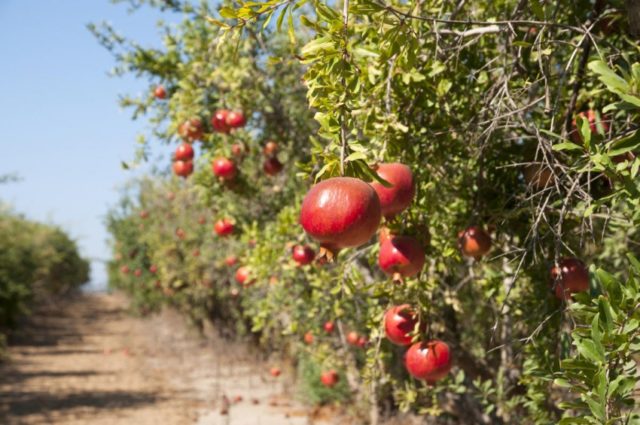 Pomegranate: how to plant and grow in the country