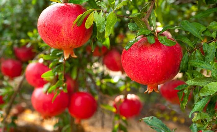 Pomegranate: how to plant and grow in the country