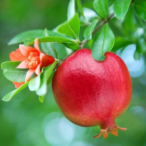 Pomegranate Nana: home care