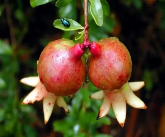 Pomegranate Nana: home care