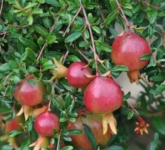 Pomegranate Nana: home care