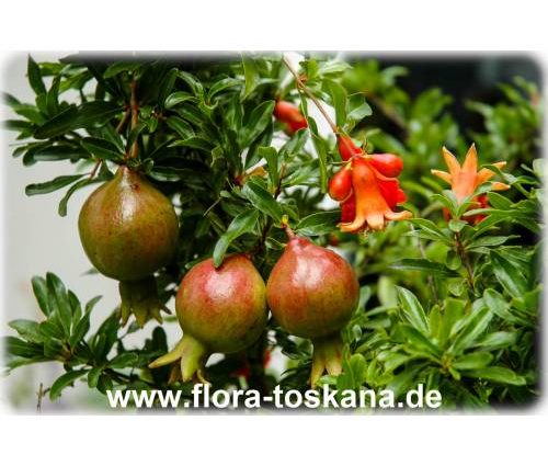 Pomegranate Nana: home care