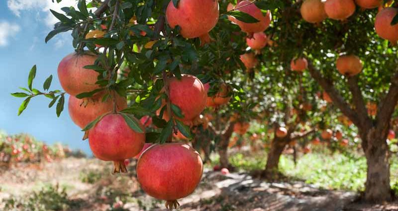 Pomegranate tree: cultivation, care, reproduction features