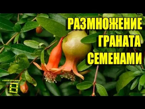 Pomegranate tree: cultivation, care, reproduction features