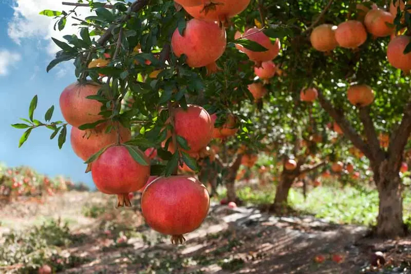 Pomegranate tree: cultivation, care, reproduction features