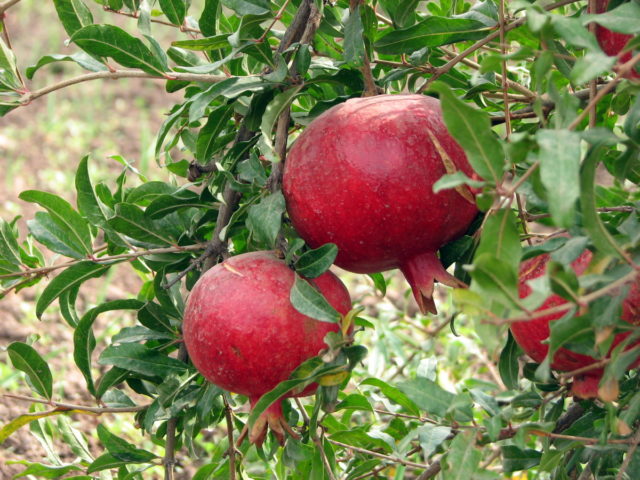 Pomegranate varieties with photos and descriptions