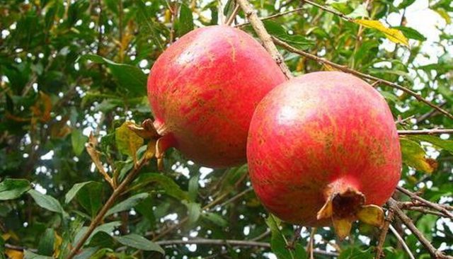 Pomegranate varieties with photos and descriptions