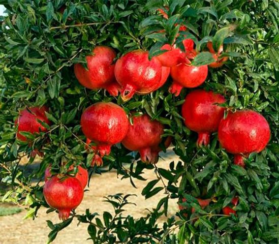 Pomegranate varieties with photos and descriptions