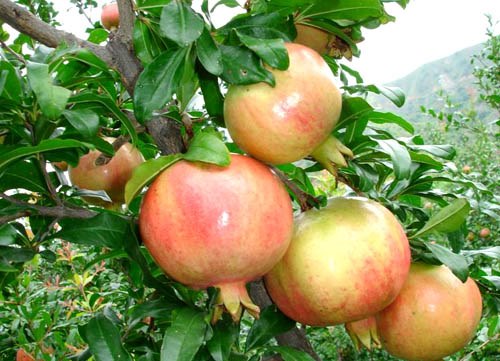 Pomegranate varieties with photos and descriptions