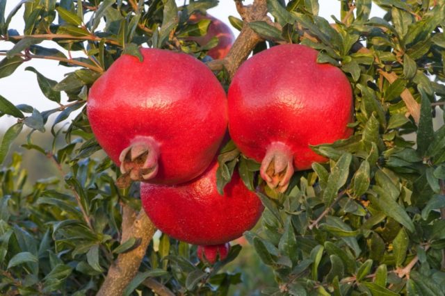 Pomegranate varieties with photos and descriptions