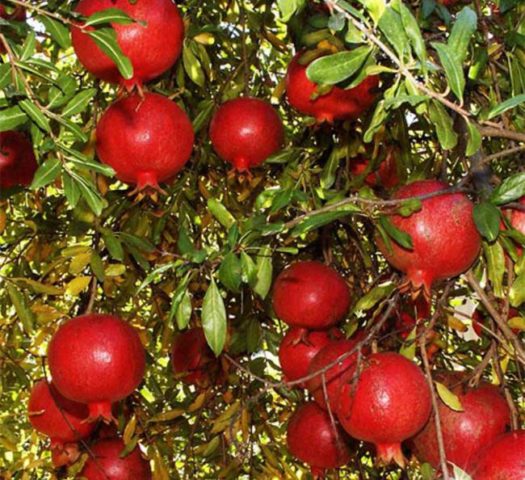 Pomegranate varieties with photos and descriptions