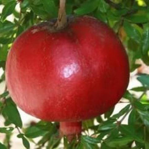 Pomegranate varieties with photos and descriptions