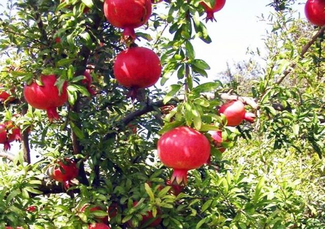 Pomegranate varieties with photos and descriptions