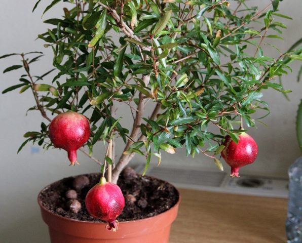 Pomegranate varieties with photos and descriptions