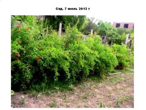 Pomegranate variety: description, characteristics and varieties