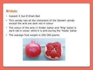 Pomegranate variety: description, characteristics and varieties