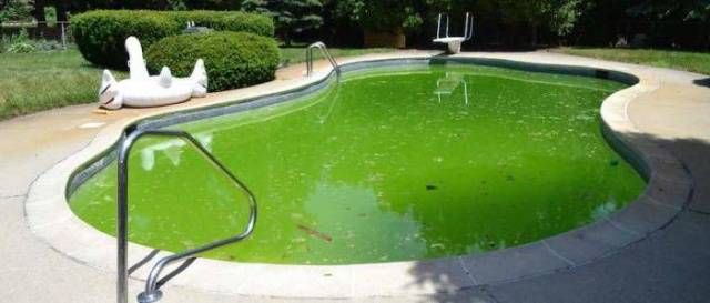 Pool tablets to keep the water from blooming