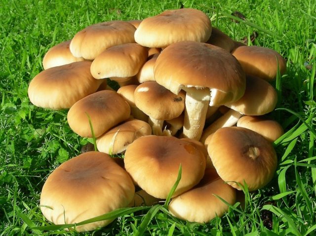 Poplar honey agaric (Agrocybe poplar, Foliot poplar): photo and description, cultivation