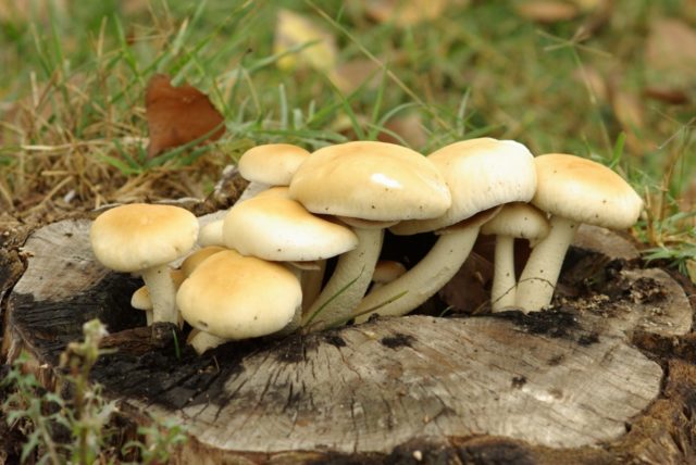 Poplar honey agaric (Agrocybe poplar, Foliot poplar): photo and description, cultivation