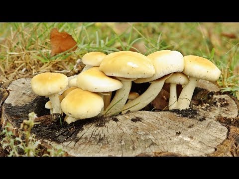 Poplar honey agaric (Agrocybe poplar, Foliot poplar): photo and description, cultivation