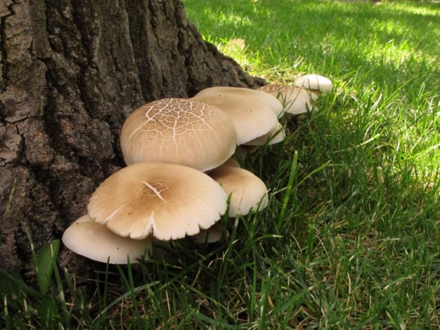 Poplar honey agaric (Agrocybe poplar, Foliot poplar): photo and description, cultivation