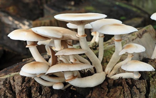 Poplar honey agaric (Agrocybe poplar, Foliot poplar): photo and description, cultivation