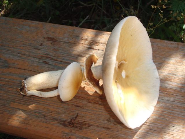 Poplar honey agaric (Agrocybe poplar, Foliot poplar): photo and description, cultivation